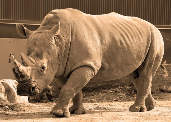 Φθινόπωρο Λευκός Ρινόκερος Τετραγωνισμένος Ρινόκερος Είναι Μεγαλύτερο Σωζόμενο Είδος Ρινόκερου — Φωτογραφία Αρχείου