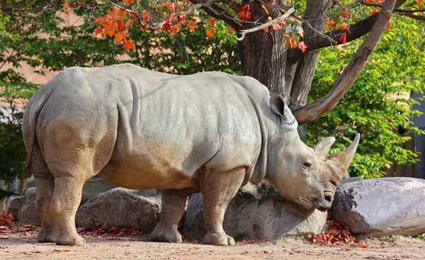 Outono Rinoceronte Branco Rinoceronte Quadrado Maior Espécie Rinoceronte Existente Tem Imagem De Stock