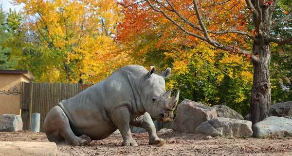 Осенью Белые Носороги Квадратные Губы Носорогов Являются Крупнейшими Сохранившимися Видами — стоковое фото