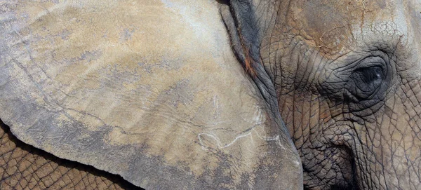 African Elephant Elephant Genus Loxodonta Genus Consists Extant Species African — Stock Photo, Image