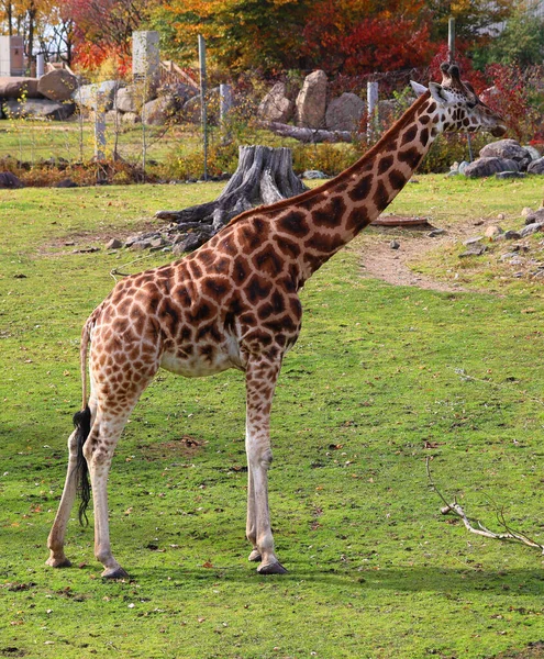 Zürafa Giraffa Camelopardalis Afrika Yaşayan Tek Ayak Parmaklı Tek Parmaklı — Stok fotoğraf