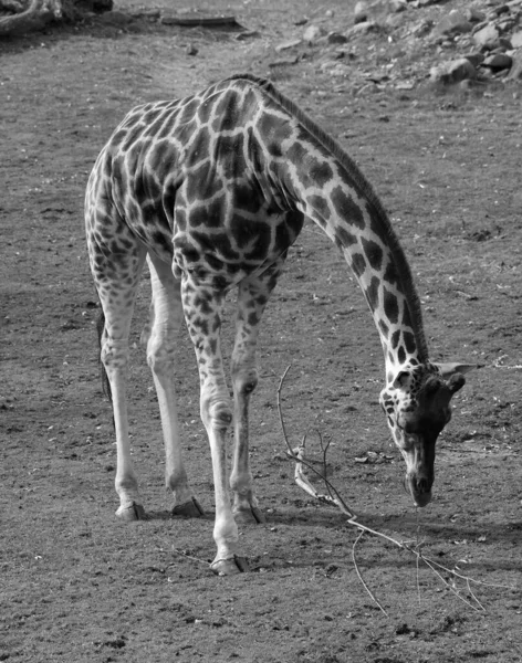 Жираф Giraffa Camelopardalis Африканское Копытное Копытное Млекопитающее Самое Высокое Существующих — стоковое фото