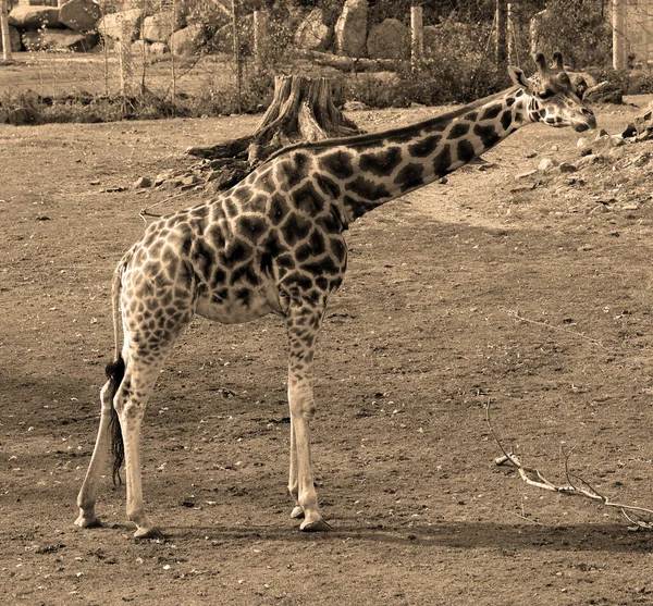 Жираф Giraffa Camelopardalis Африканское Копытное Копытное Млекопитающее Самое Высокое Существующих — стоковое фото
