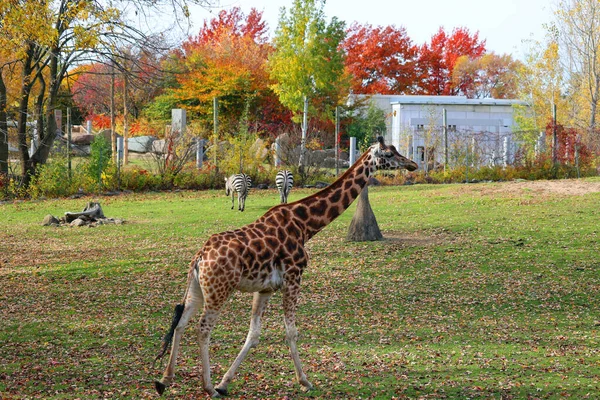Giraffe Giraffa Camelopardalis Ett Afrikanskt Hov Och Klövdjur Det Högsta — Stockfoto