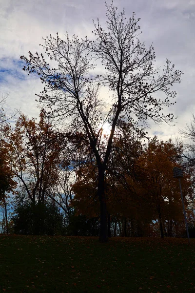 北美秋季景观 加拿大魁北克省蒙特利尔 — 图库照片