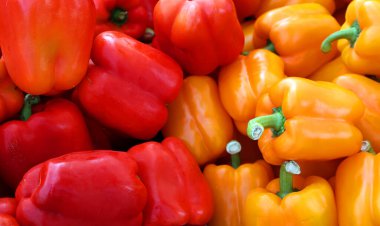 Botanik adı Olea europaea olan zeytin, Oleaceae familyasından geleneksel olarak Akdeniz Havzası 'nda bulunan küçük bir ağaç türüdür..