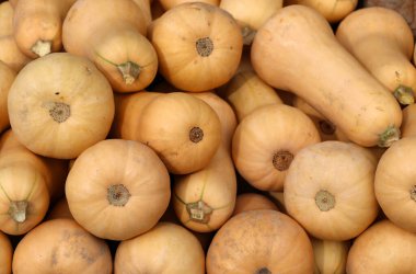 Butternut squash (Cucurbita moschata), known in Australia and New Zealand as butternut pumpkins or gramma, is a type of pumpkins or winter squash that grows on a vine