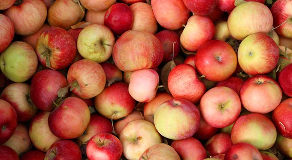 Apple Market Deciduous Tree Rose Family Best Known Its Sweet — Stockfoto
