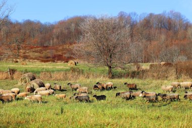 Sonbaharda tepedeki tarlada koyun çiftliği Bromont, Quebec, Kanada 'da vahşi yaşam düzeni