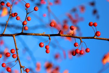 Red crab berries on a tree in fall season