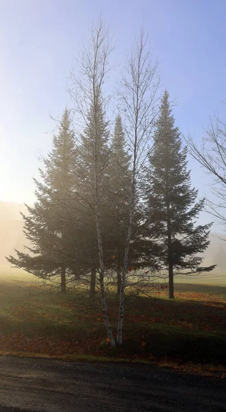 Día Niebla Otoño Noviembre Municipio Oriental Bromont Quebec Canadá — Foto de Stock