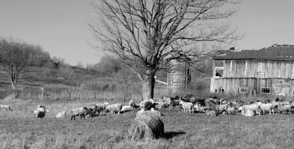 秋の丘の上のフィールドでの羊の農場 ブロモントの動物野生動物のパターン ケベック州 カナダ — ストック写真