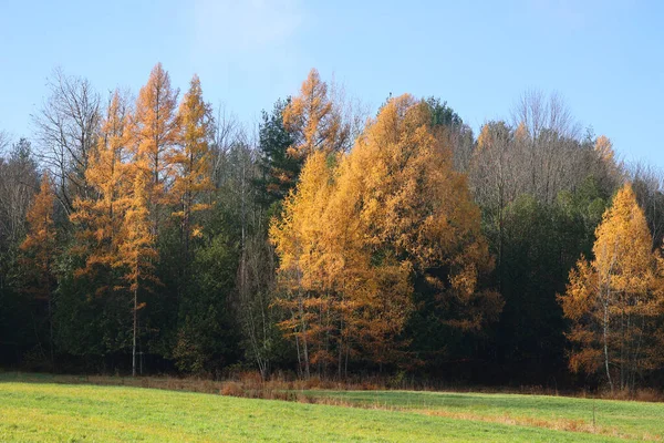 在秋天 落叶松是原产于加拿大的一种落叶松 通常被称为Tamarack Hackmatack Eastern Black Red或American Larch — 图库照片