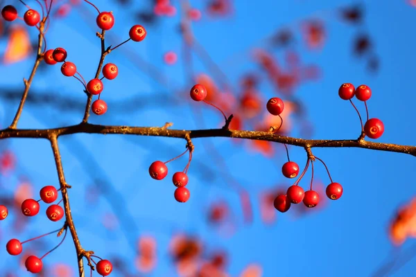 stock image Red crab berries on a tree in fall season