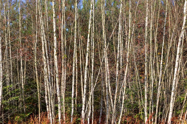 Bromont Quebec Kanada Las Brzozowy Jesienią — Zdjęcie stockowe