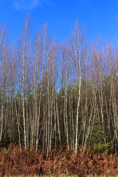 Bromont Quebec Kanada Sonbahar Mevsiminde Huş Ağaçları — Stok fotoğraf