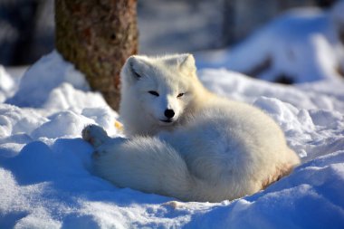 Kuzey Kutup Tilkisi (