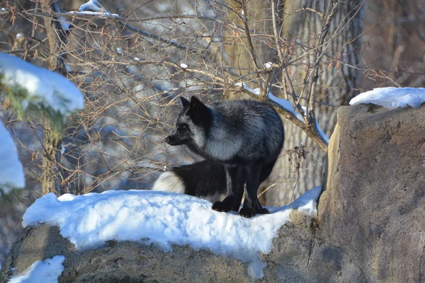 The silver fox is a melanistic form of the red fox (Vulpes vulpes). Silver foxes display a great deal of pelt variation. Some are completely glossy black except for a white colouration on the tale