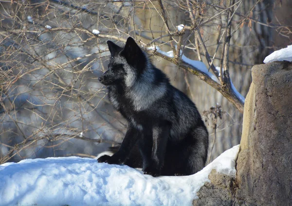 The silver fox is a melanistic form of the red fox (Vulpes vulpes). Silver foxes display a great deal of pelt variation. Some are completely glossy black except for a white colouration on the tale
