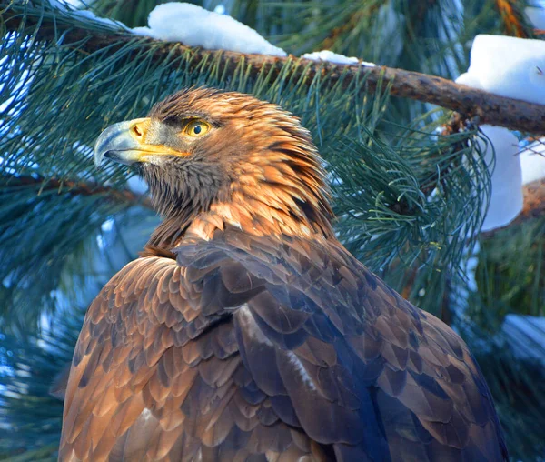 The golden eagle (Aquila chrysaetos) is one of the best-known birds of prey in the Northern Hemisphere. It is the most widely distributed species of eagle