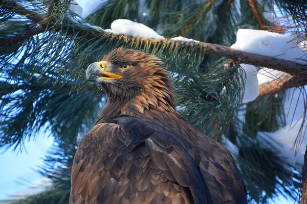 The golden eagle (Aquila chrysaetos) is one of the best-known birds of prey in the Northern Hemisphere. It is the most widely distributed species of eagle