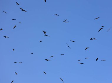 Himalaya akbabası (