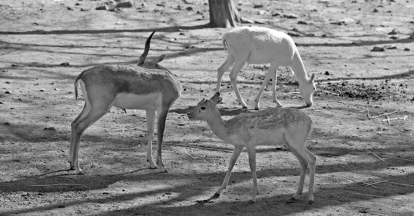 Der Schwarzbock Antilope Cervicapra Auch Als Indische Antilope Bekannt Ist — Stockfoto