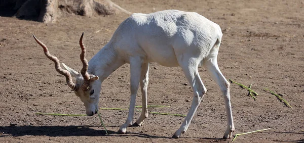White Blackbuck Antilope Cervicapra Also Known Indian Antelope Antelope Native — Stock Photo, Image
