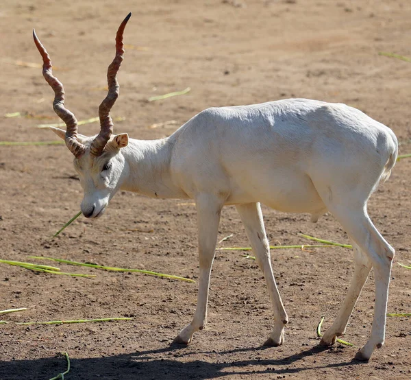 Blackbuck Branco Antilope Cervicapra Também Conhecido Como Antílope Indiano Antílope — Fotografia de Stock