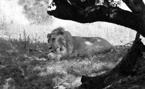 Asiatský Lev Také Známý Jako Perský Lev Populací Panthera Leo — Stock fotografie