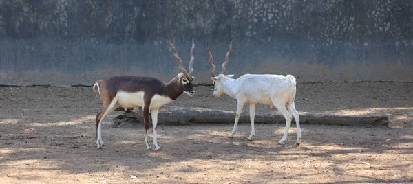 Pato Negro Antilope Cervicapra También Conocido Como Antílope Indio Antílope — Foto de Stock