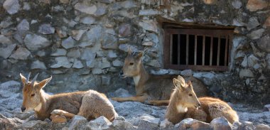 Kırmızı goral (Naemorhedus baileyi), Caprinae familyasından Bovidae familyasından bir kuş türü. Hindistan, Tibet ve Myanmar 'da bulunur..