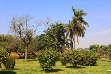 Şehir parkının peyzaj tasarımı. Yeşil çimlerin üzerinde, çiçek açan ağaçlar. Hindistan. Delhi 