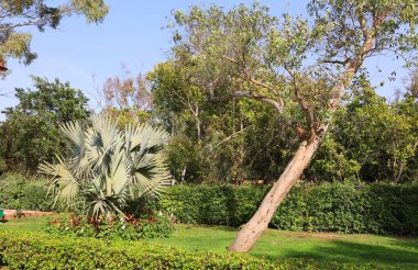 Şehir parkının peyzaj tasarımı. Yeşil çimlerin üzerinde, çiçek açan ağaçlar. Hindistan. Delhi  