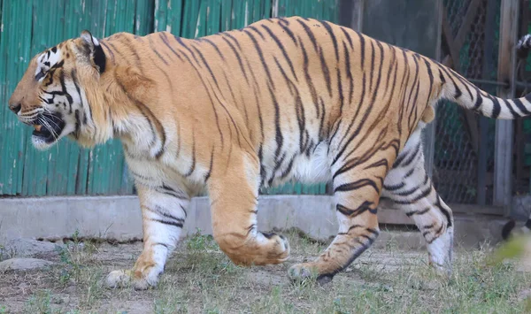 Tigre Bengala Una Población Subespecie Panthera Tigris Tigris Subespecie Tigre — Foto de Stock