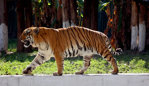 벵골호랑이 Bengal Tiger Panthera Tigris Tigris 아종의 개체군이며 아종으로는 Tiger — 스톡 사진