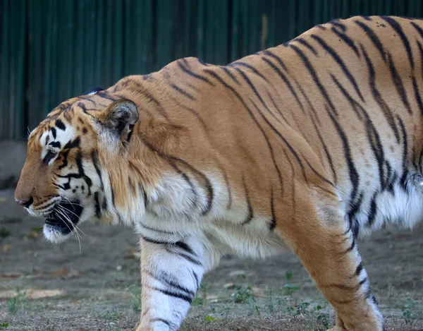Бенгальский Тигр Популяция Подвида Panthera Tigris Tigris Номинация Подвида Tiger — стоковое фото
