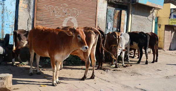 Vacas Calle Ciudad India — Foto de Stock