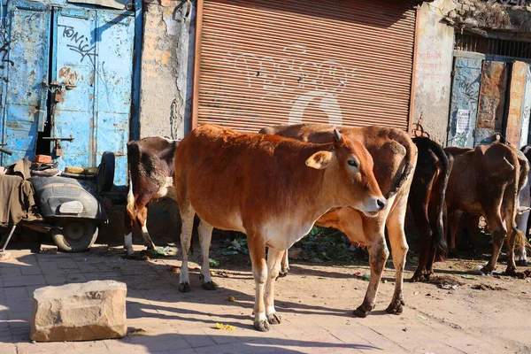 Vacas Calle Ciudad India — Foto de Stock