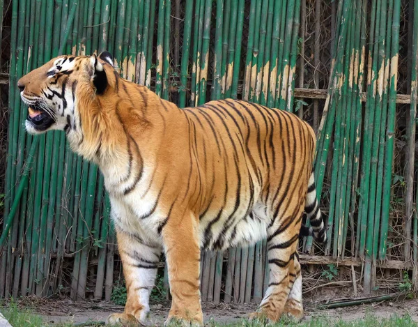 Tigre Bengala Una Población Subespecie Panthera Tigris Tigris Subespecie Tigre — Foto de Stock