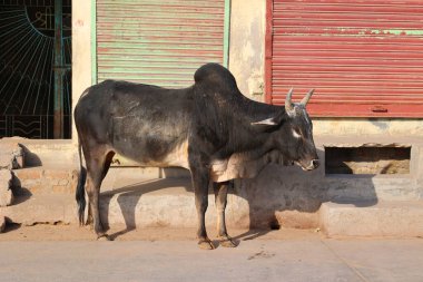 Sokaktaki Hintli inek. İnek Hindistan 'da kutsal bir hayvandır. Jasialmer, Rajasthan, Hindistan