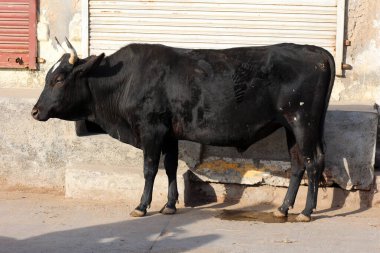Sokaktaki Hintli inek. İnek Hindistan 'da kutsal bir hayvandır. Jasialmer, Rajasthan, Hindistan
