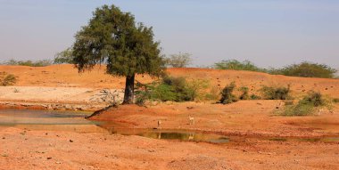 Hindistan, Rajasthan 'da bir çöl. Güneşli bir günde mavi gökyüzünün altında kum çölü