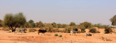 Hindistan, Rajasthan 'da bir çöl. Güneşli bir günde mavi gökyüzünün altında kum çölü