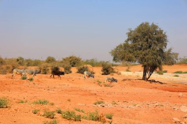 Hindistan, Rajasthan 'da bir çöl. Güneşli bir günde mavi gökyüzünün altında kum çölü