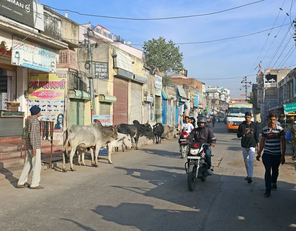 Bikaner Rajasthan India 2023 Cows Walking Street Main Road Traffic — Stock Photo, Image