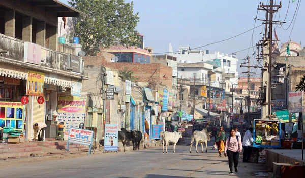Bikaner Rajasthan India 2023 Cows Walking Street Main Road Traffic — Stock Photo, Image