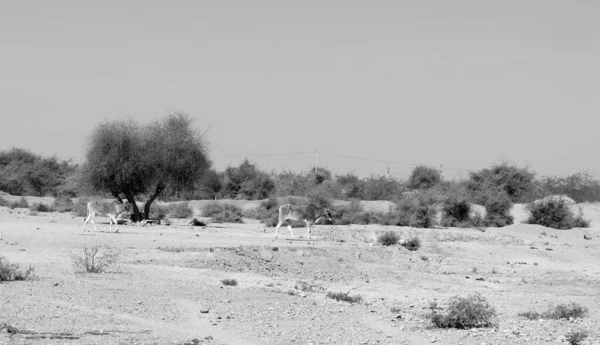 Pustynia Rajasthan Indie Piaszczysta Pustynia Pod Błękitnym Niebem Słoneczny Dzień — Zdjęcie stockowe