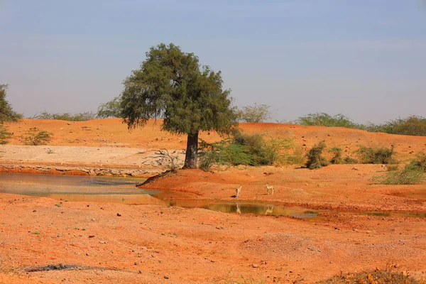 Thar Wüste Rajasthan Indien Sandwüste Unter Blauem Himmel Sonnigem Tag — Stockfoto