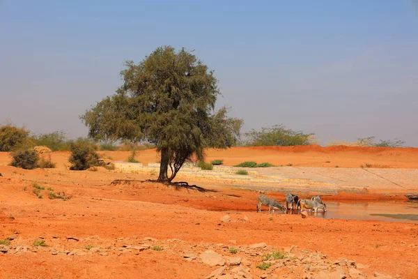 Hindistan, Rajasthan 'da bir çöl. Güneşli bir günde mavi gökyüzünün altında kum çölü